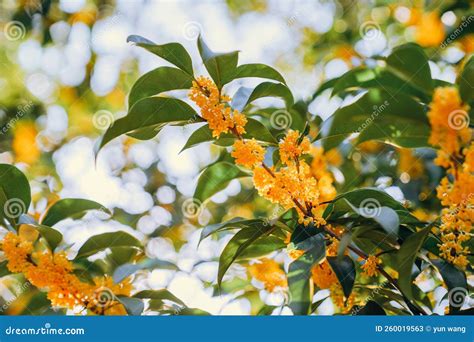 西安哪個公園有桂花，且談論一下桂花在中國文化中的地位。